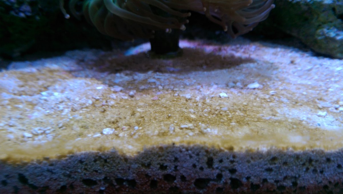 New Video on our 800 Reef Diatom Algae Yeast solution + first corals