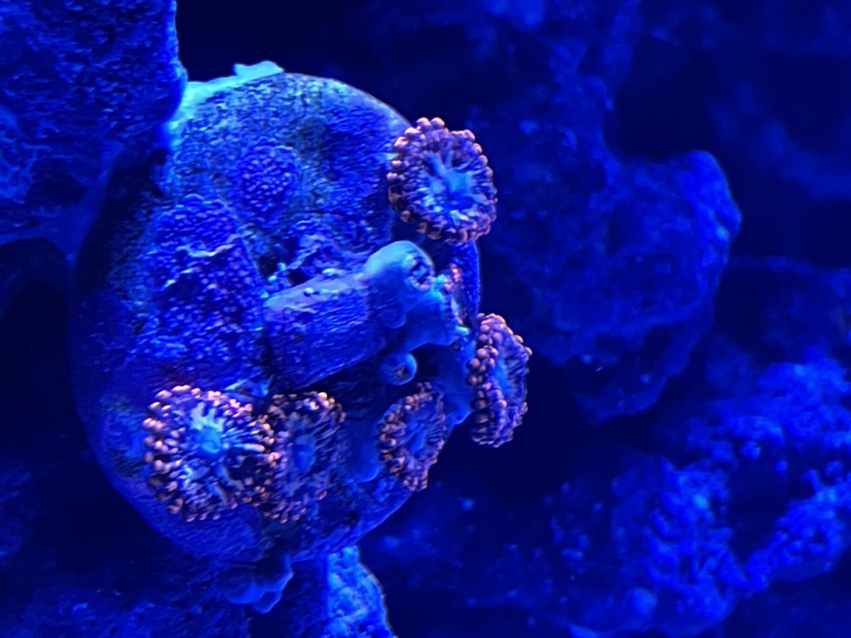 Build Thread Give'er Kavorka's Waterbox AIO 35.2 Build Page 3