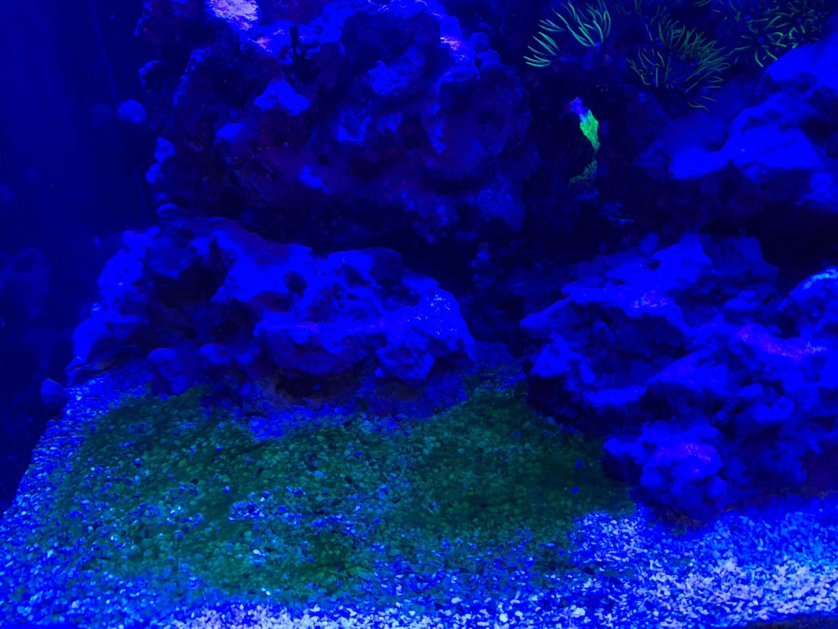 Green/Yellow algae keeps coming back REEF2REEF Saltwater and Reef