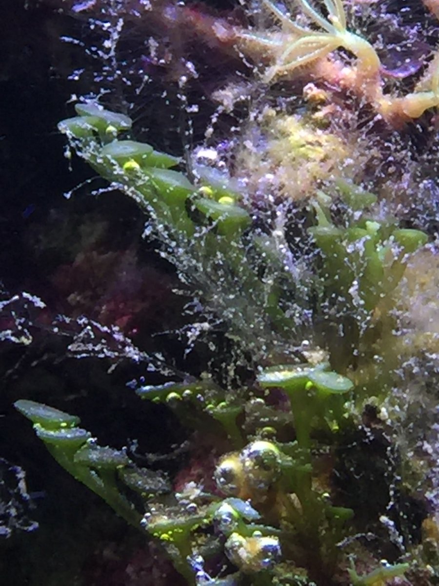 Can I use macro algae to hair algae? REEF2REEF Saltwater