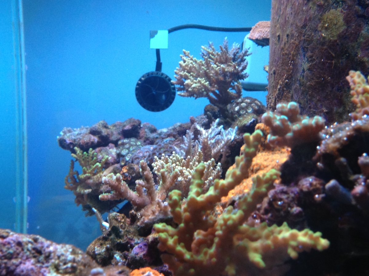 ATI Lighting Schedules REEF2REEF Saltwater and Reef Aquarium Forum