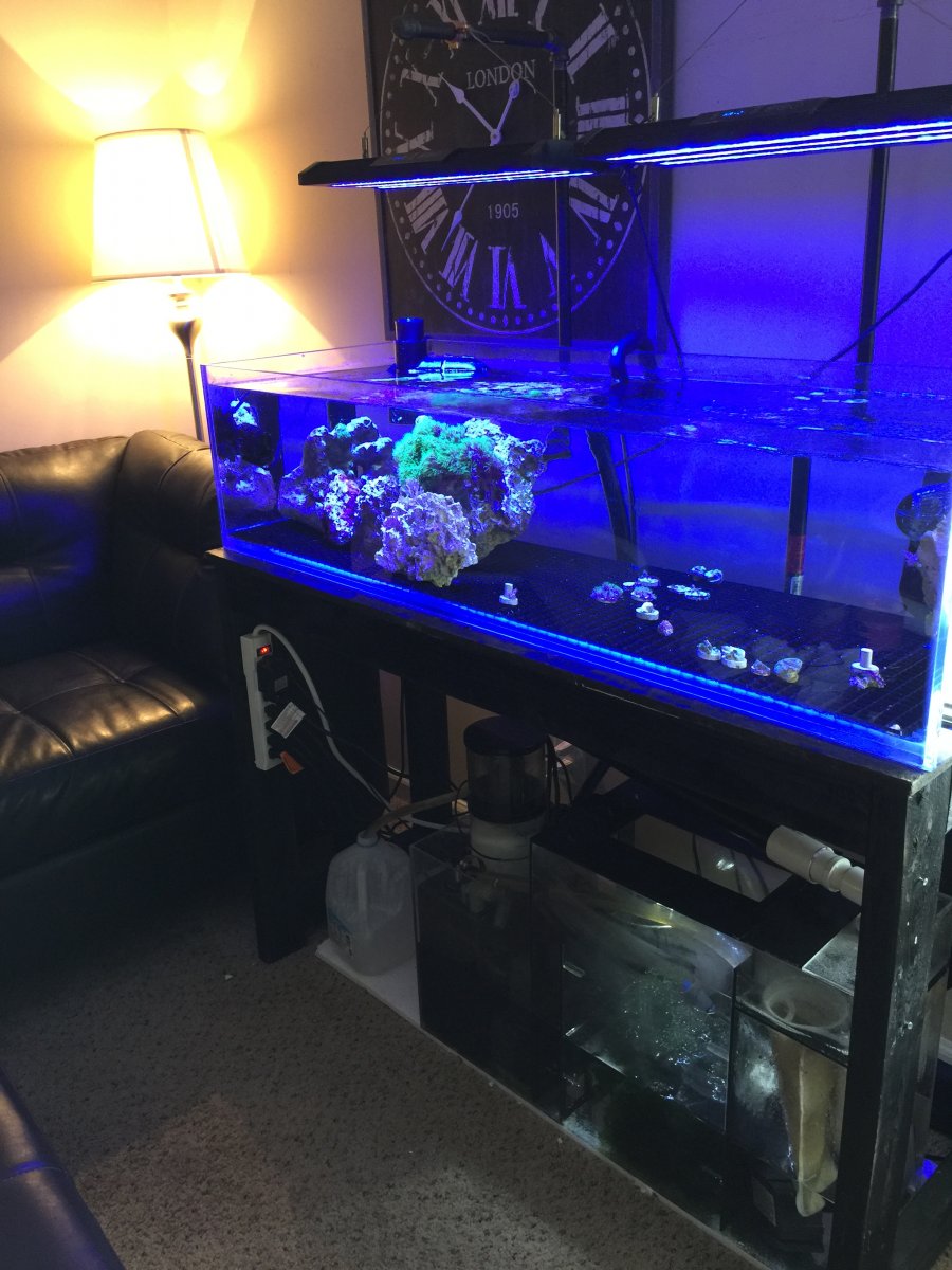 50 gallon custom glass cages starfire frag tank REEF2REEF Saltwater