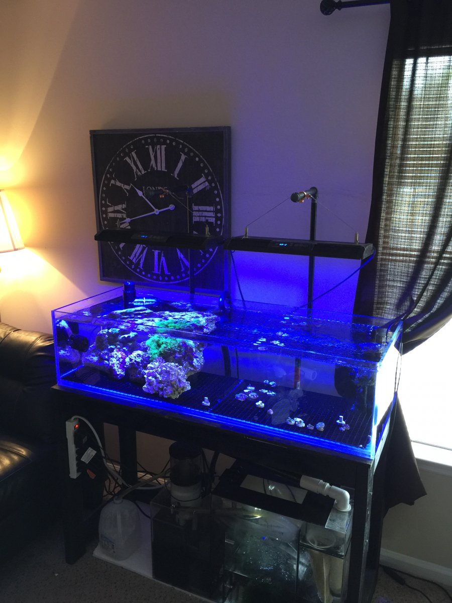 50 gallon custom glass cages starfire frag tank REEF2REEF Saltwater