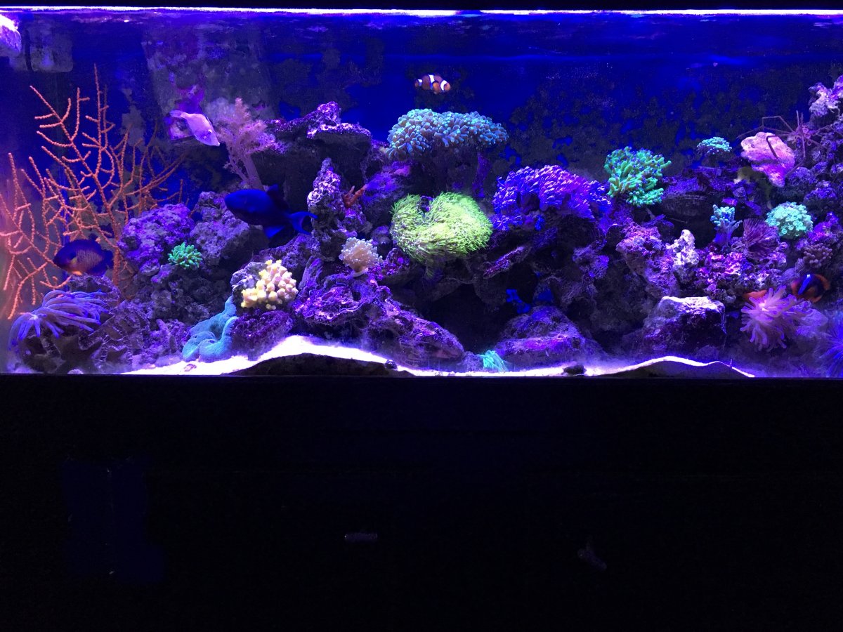 Adding Black Tahitian Sand REEF2REEF Saltwater and Reef Aquarium Forum