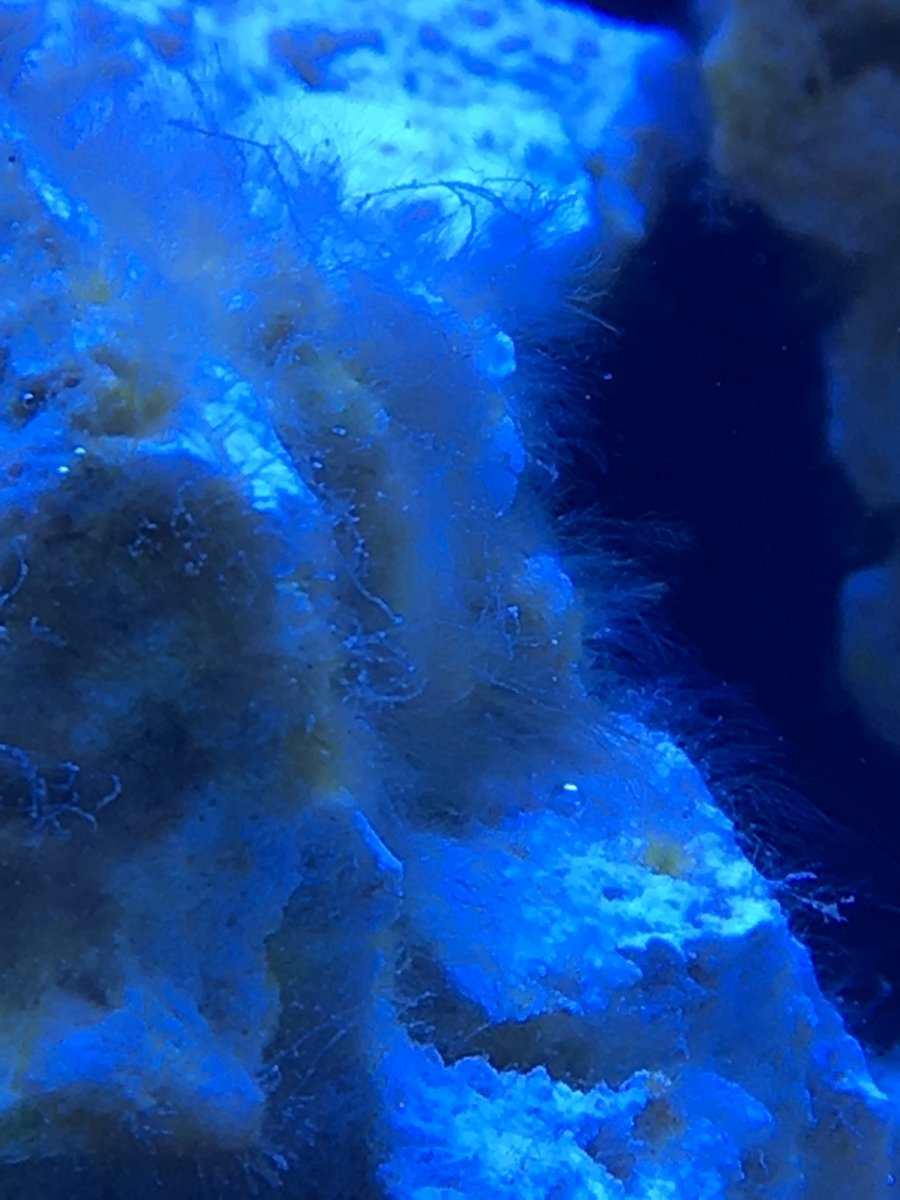 Green hair algae or bryopsis REEF2REEF Saltwater and Reef Aquarium Forum