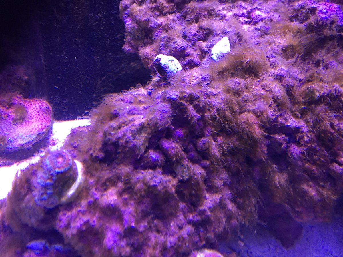 Help brown hair Algae outbreak. REEF2REEF Saltwater and Reef