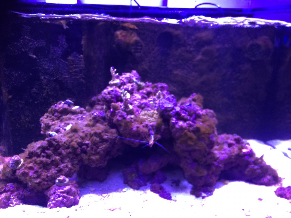 Brown Hair Algae Reef Tank
