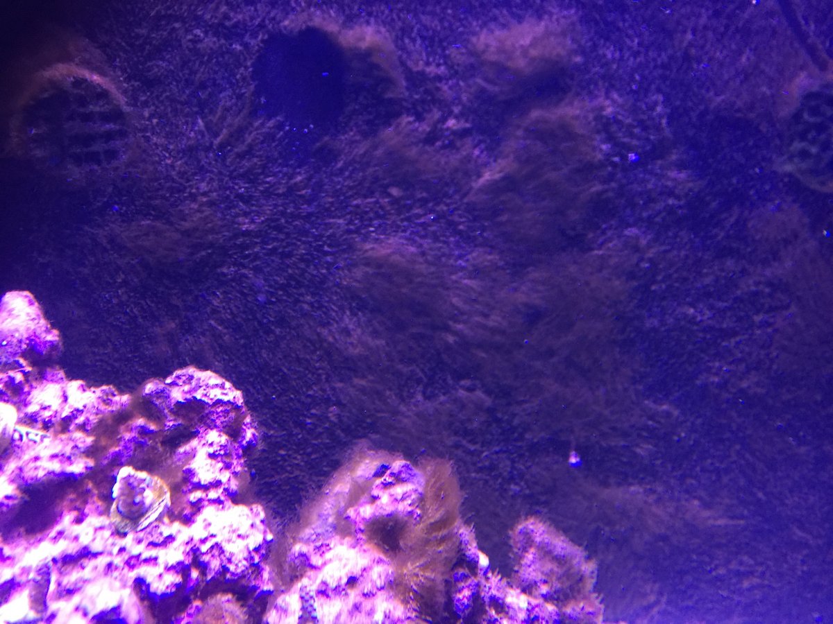 Brown Hair Algae Reef Tank
