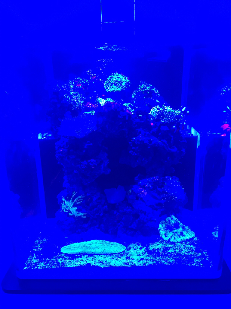 Filters for blue light, new trick. REEF2REEF Saltwater and Reef