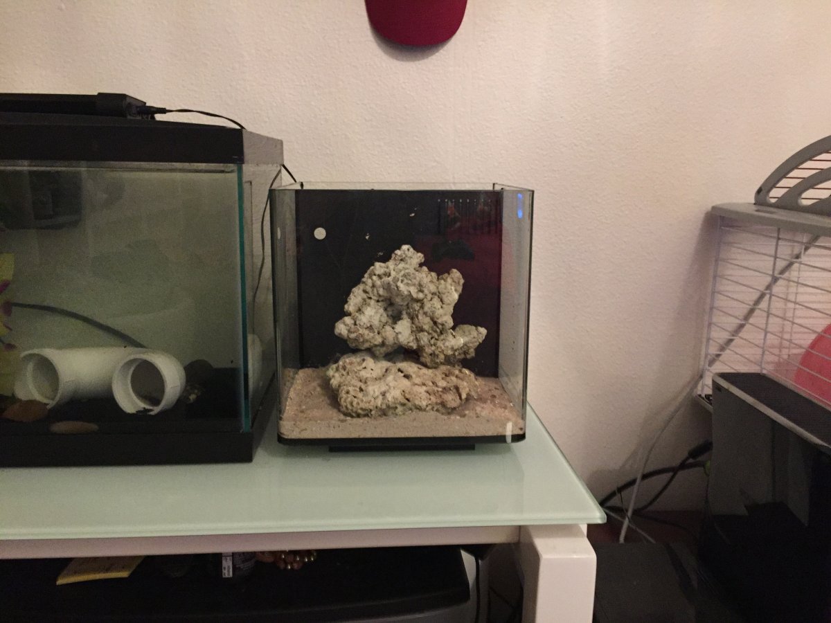 3 Gallon Super Nano Tank...Stocking ideas? REEF2REEF Saltwater and