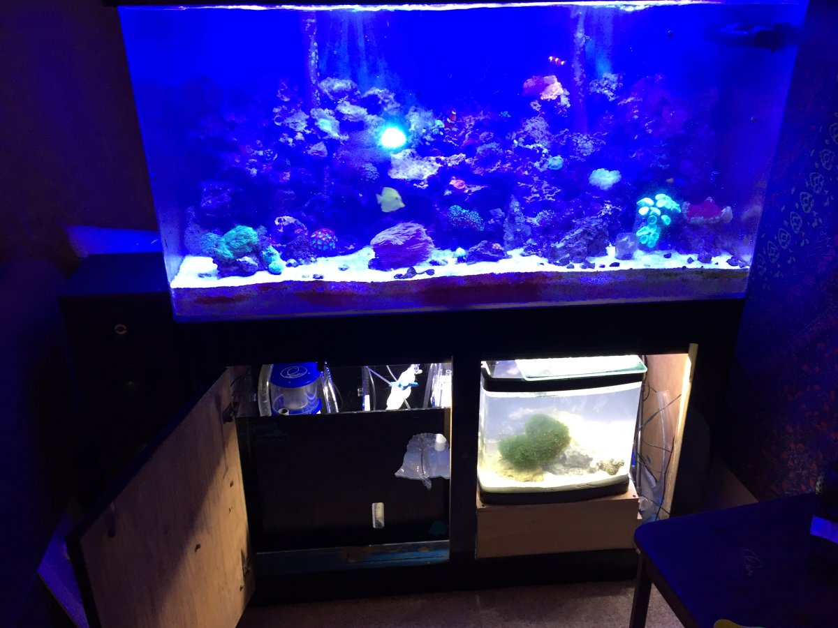 Questions regarding sump and Refugium REEF2REEF Saltwater and Reef