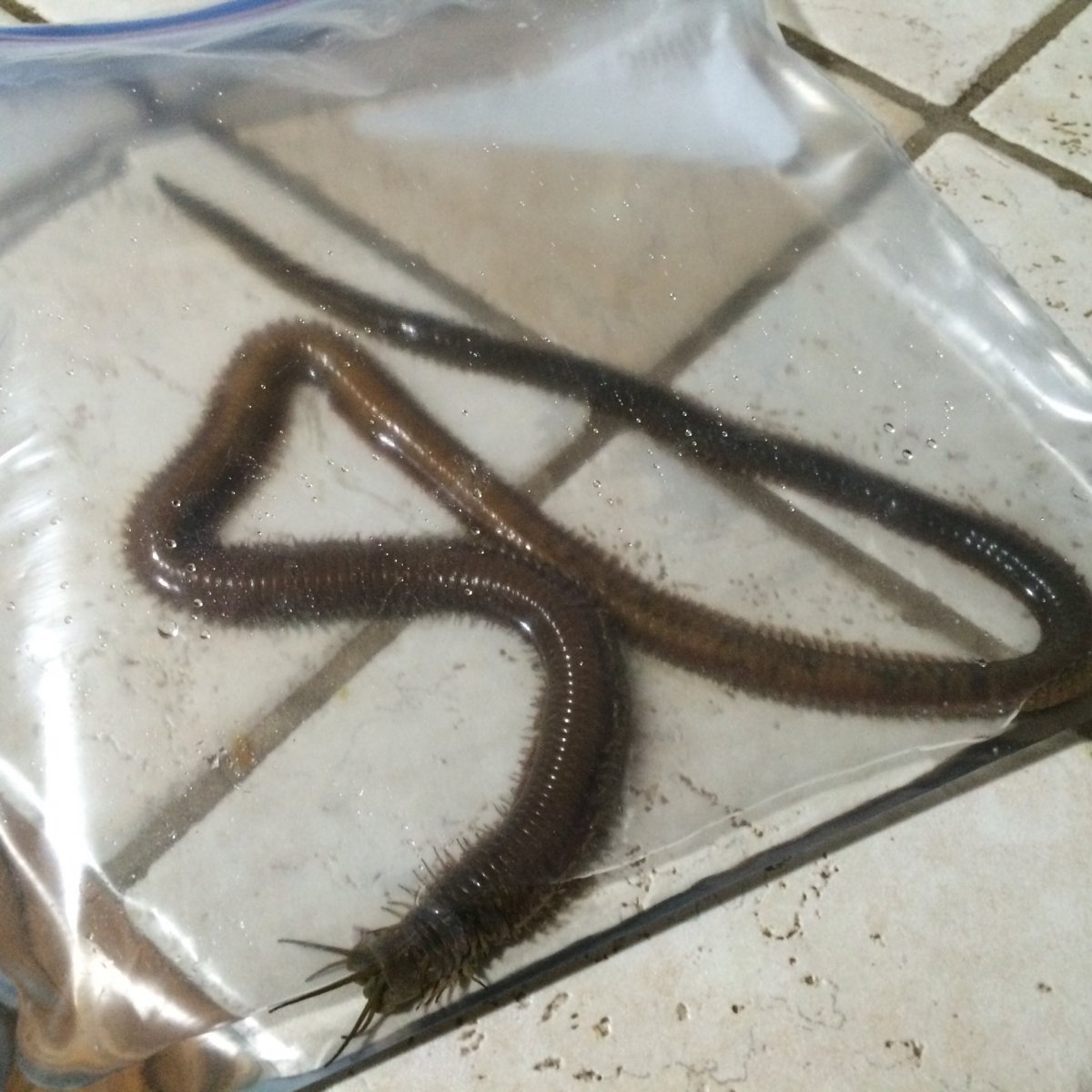 bobbit worm REEF2REEF Saltwater and Reef Aquarium Forum