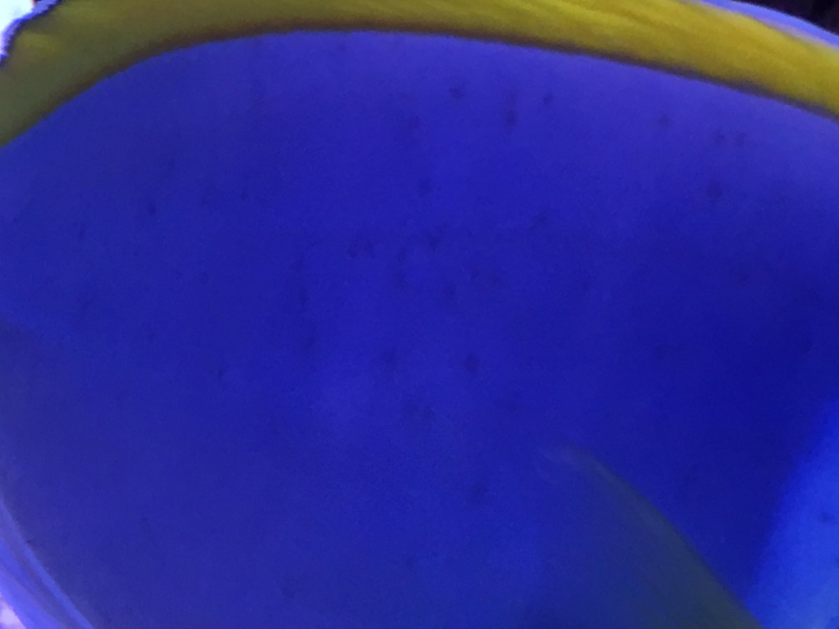Need help with dark spots on my powder blue tang REEF2REEF Saltwater