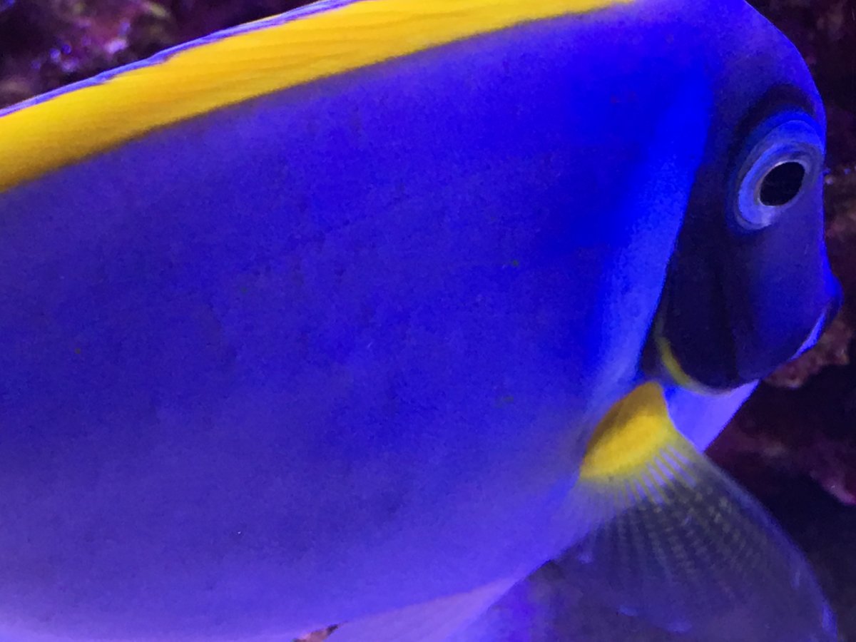 Need help with dark spots on my powder blue tang REEF2REEF Saltwater