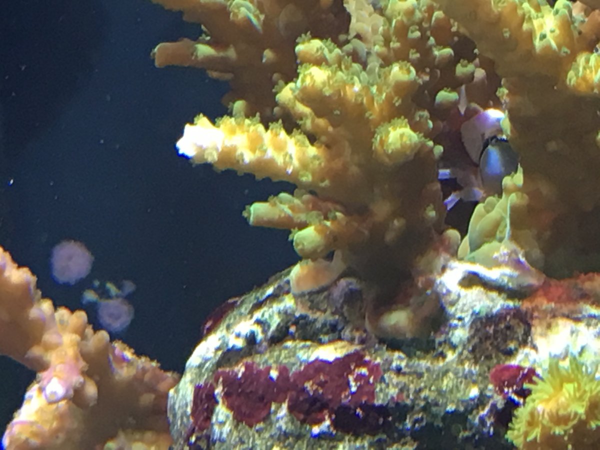 Is crab eating my corals REEF2REEF Saltwater and Reef Aquarium Forum