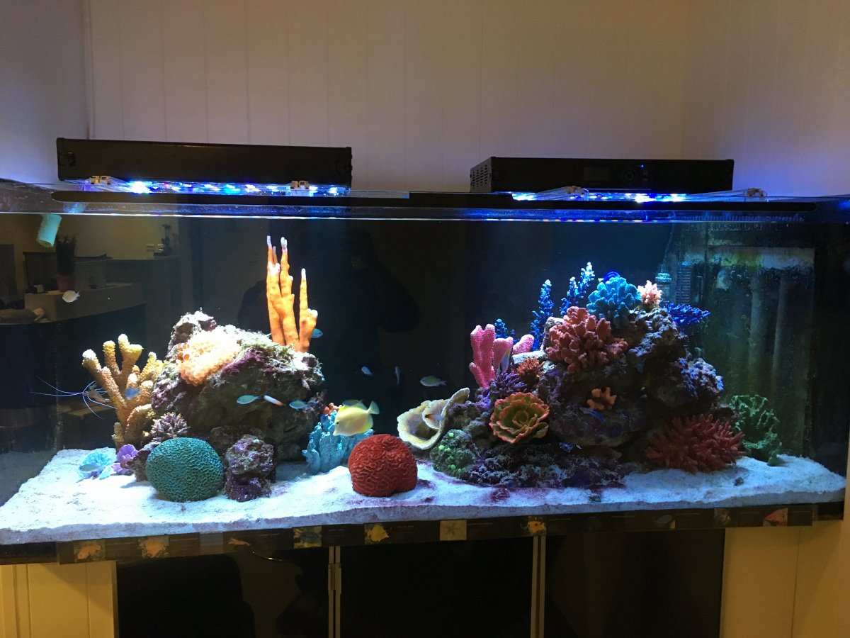 Artificial Reef Coral Insert? Page 2 REEF2REEF Saltwater and Reef Aquarium Forum