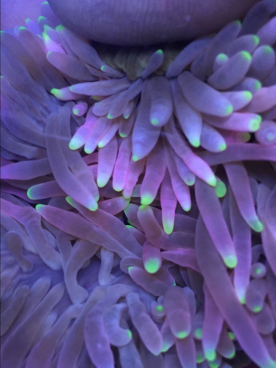 Purple bubble tips anemone REEF2REEF Saltwater and Reef Aquarium Forum