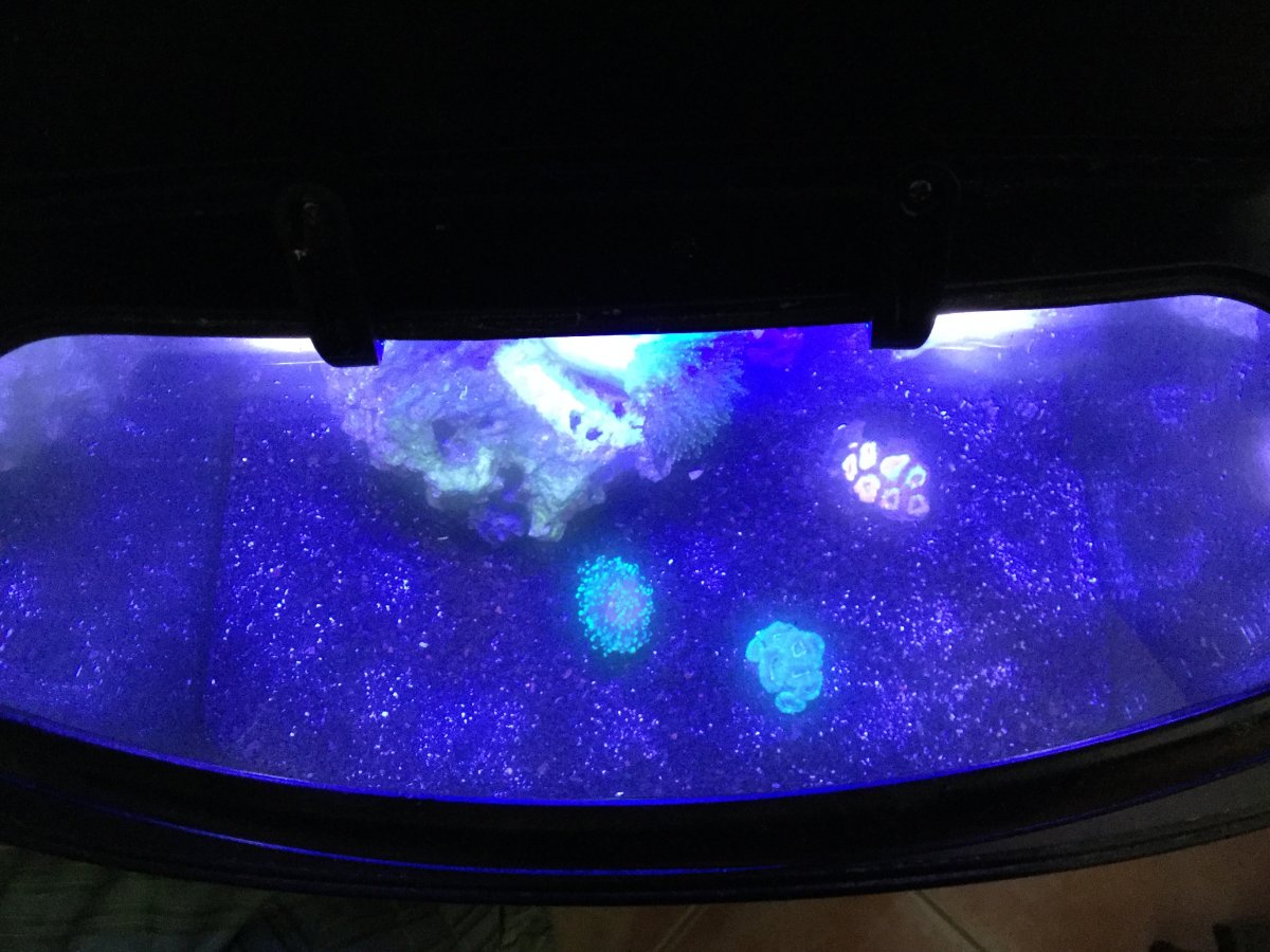 Oily film on top of water REEF2REEF Saltwater and Reef Aquarium Forum