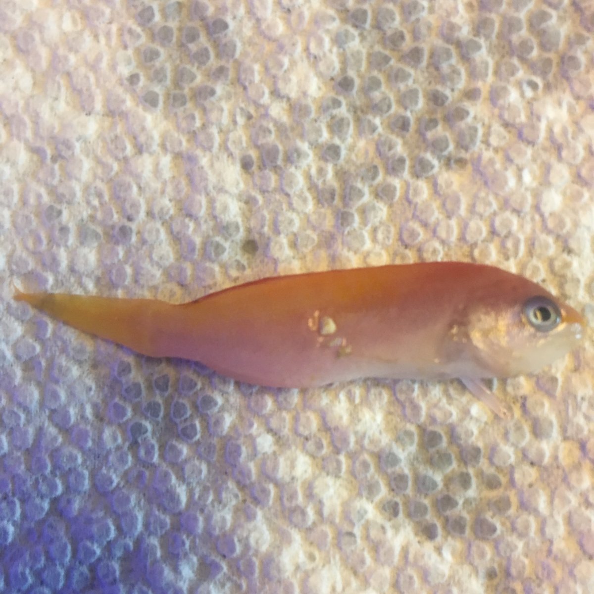 Why do my fish keep dying? REEF2REEF Saltwater and Reef Aquarium Forum