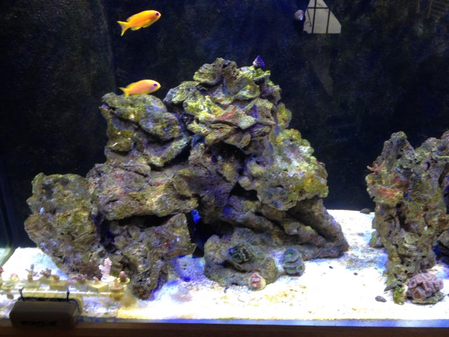 Rocks turning black REEF2REEF Saltwater and Reef Aquarium Forum