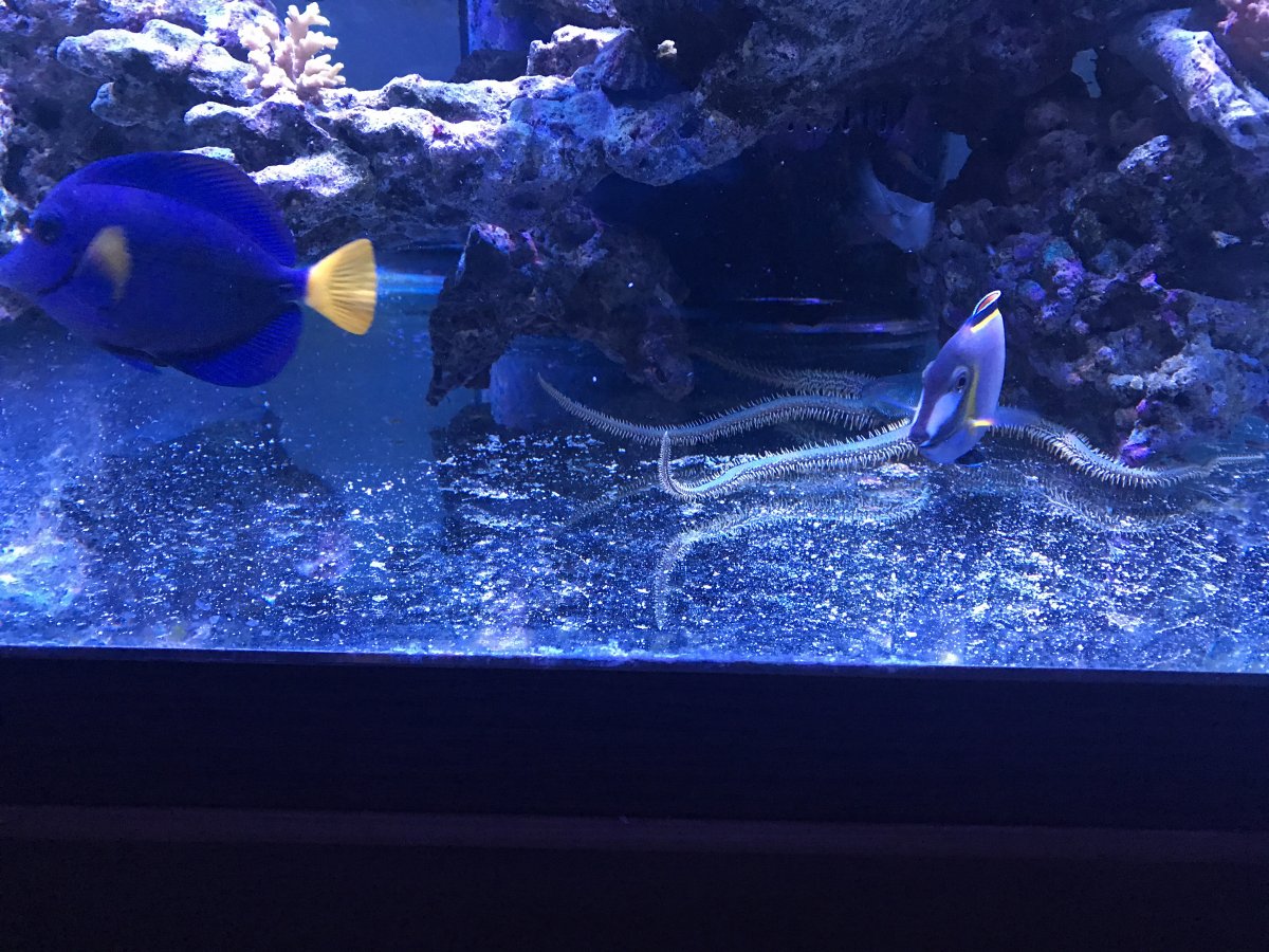 Adding a deep sand bed questions REEF2REEF Saltwater and Reef