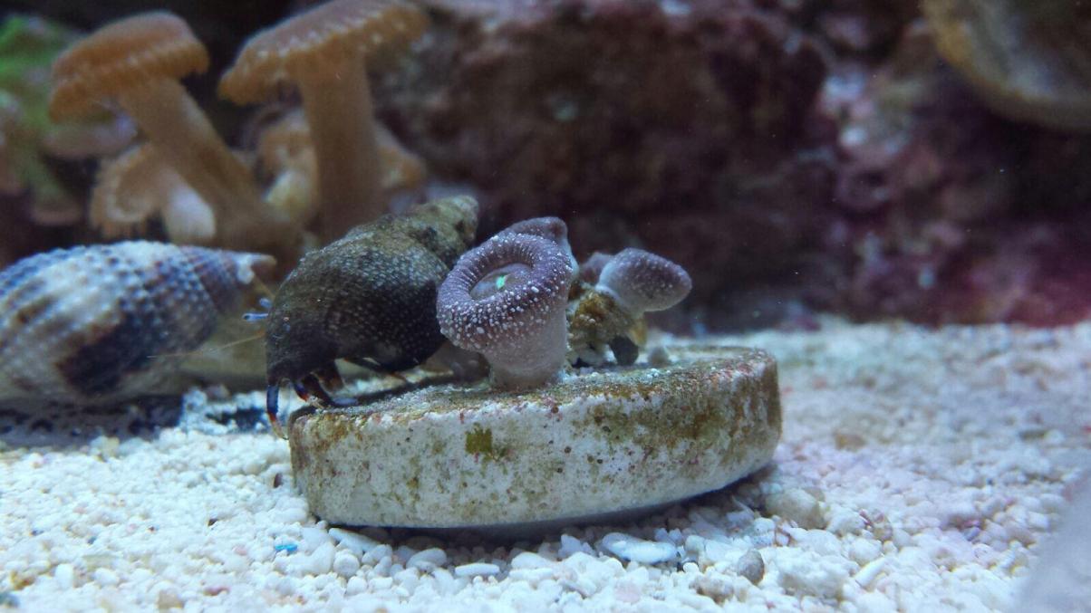 White dots on zoas/palys REEF2REEF Saltwater and Reef Aquarium Forum