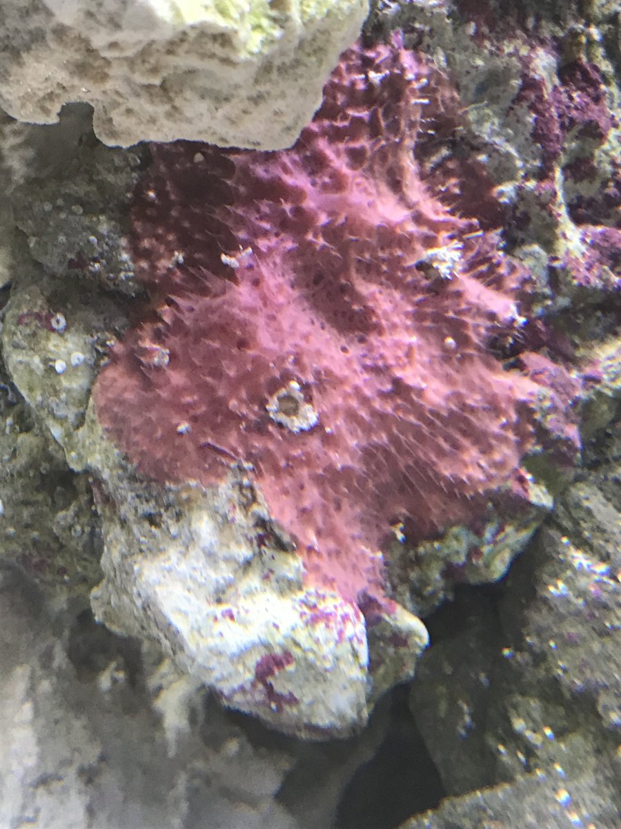 One pink/red sponge and yellow are they good? REEF2REEF Saltwater and