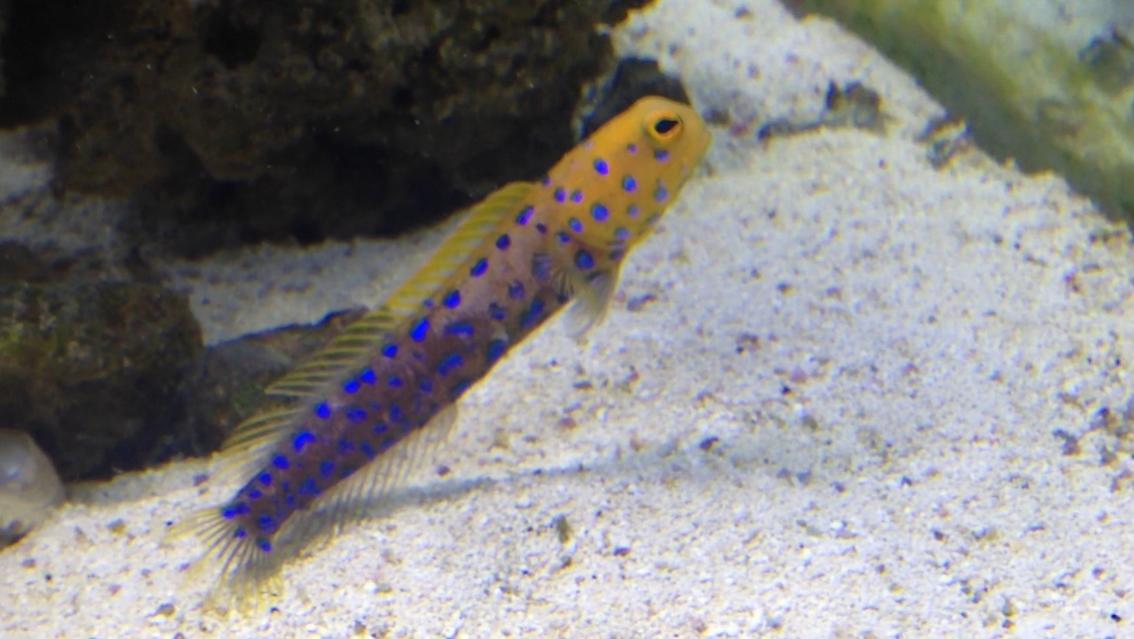 Blue spot jawfish REEF2REEF Saltwater and Reef Aquarium Forum