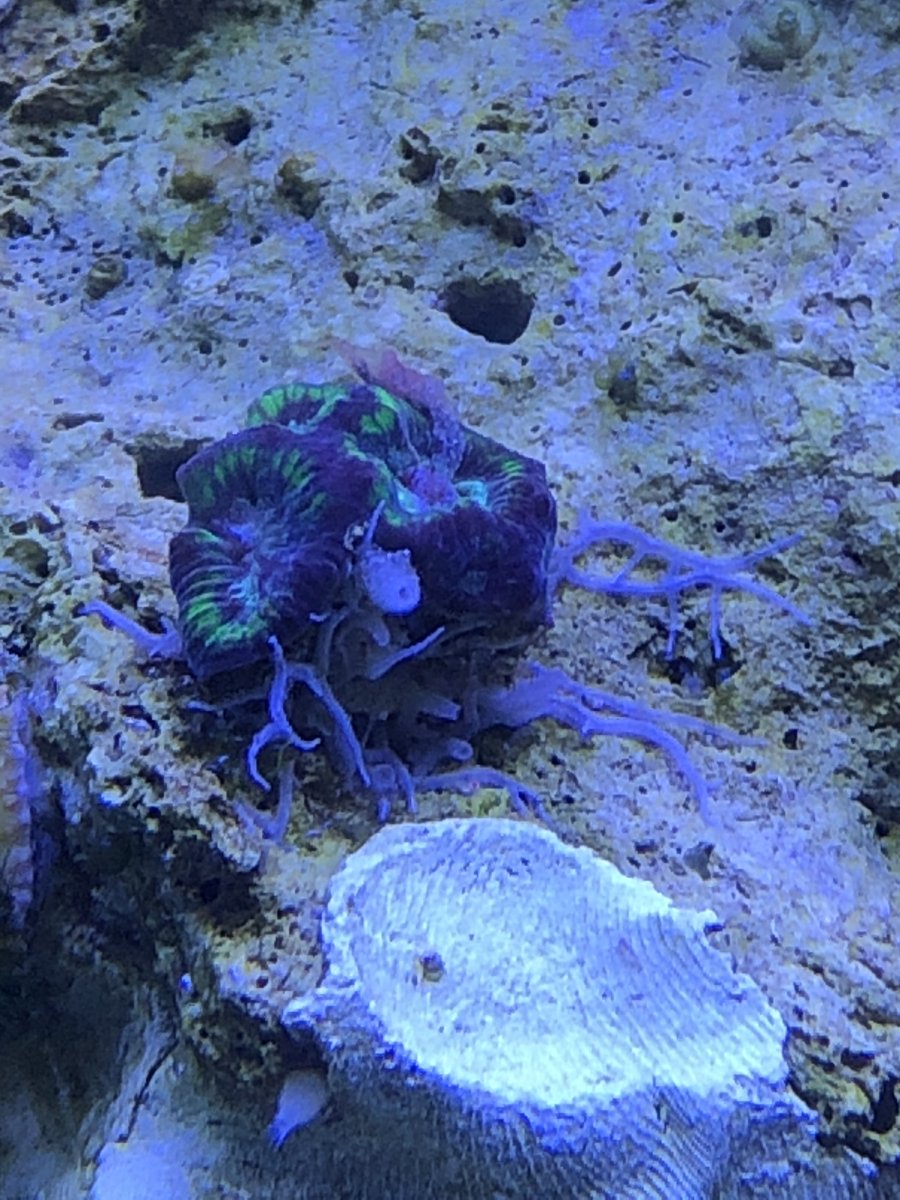 Sponge growing out of corals? How to get rid of them? REEF2REEF