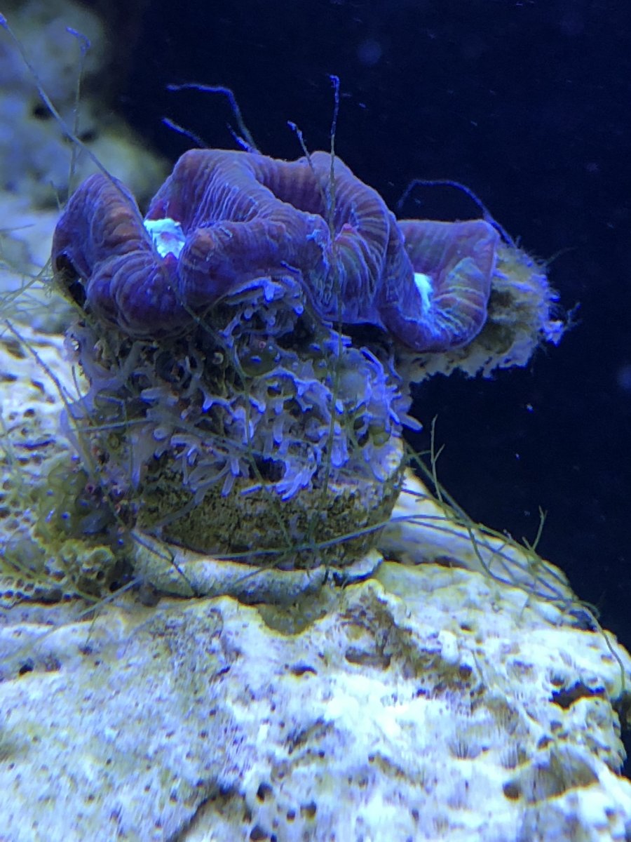 Sponge growing out of corals? How to get rid of them? REEF2REEF