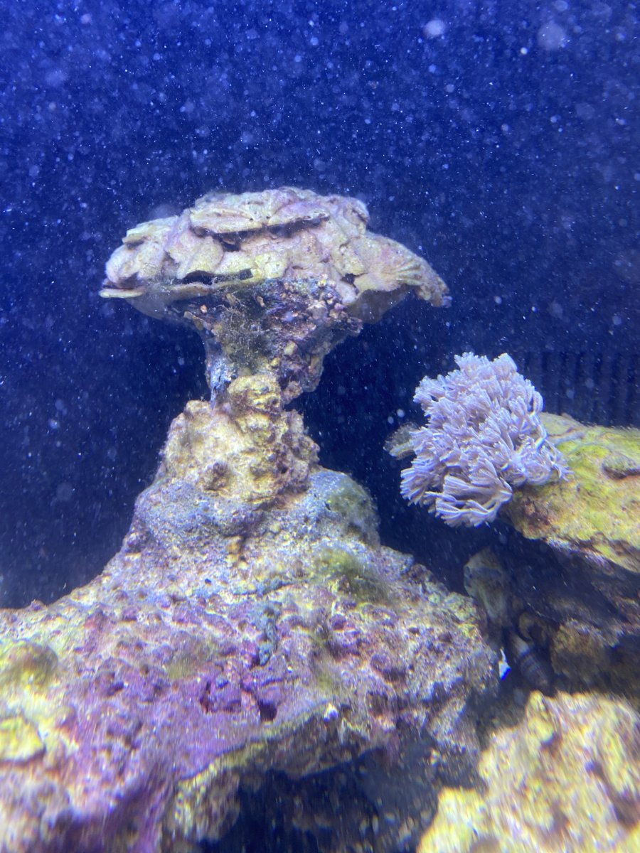 Hair algae killing my coral please help. Please. REEF2REEF Saltwater and Reef Aquarium Forum