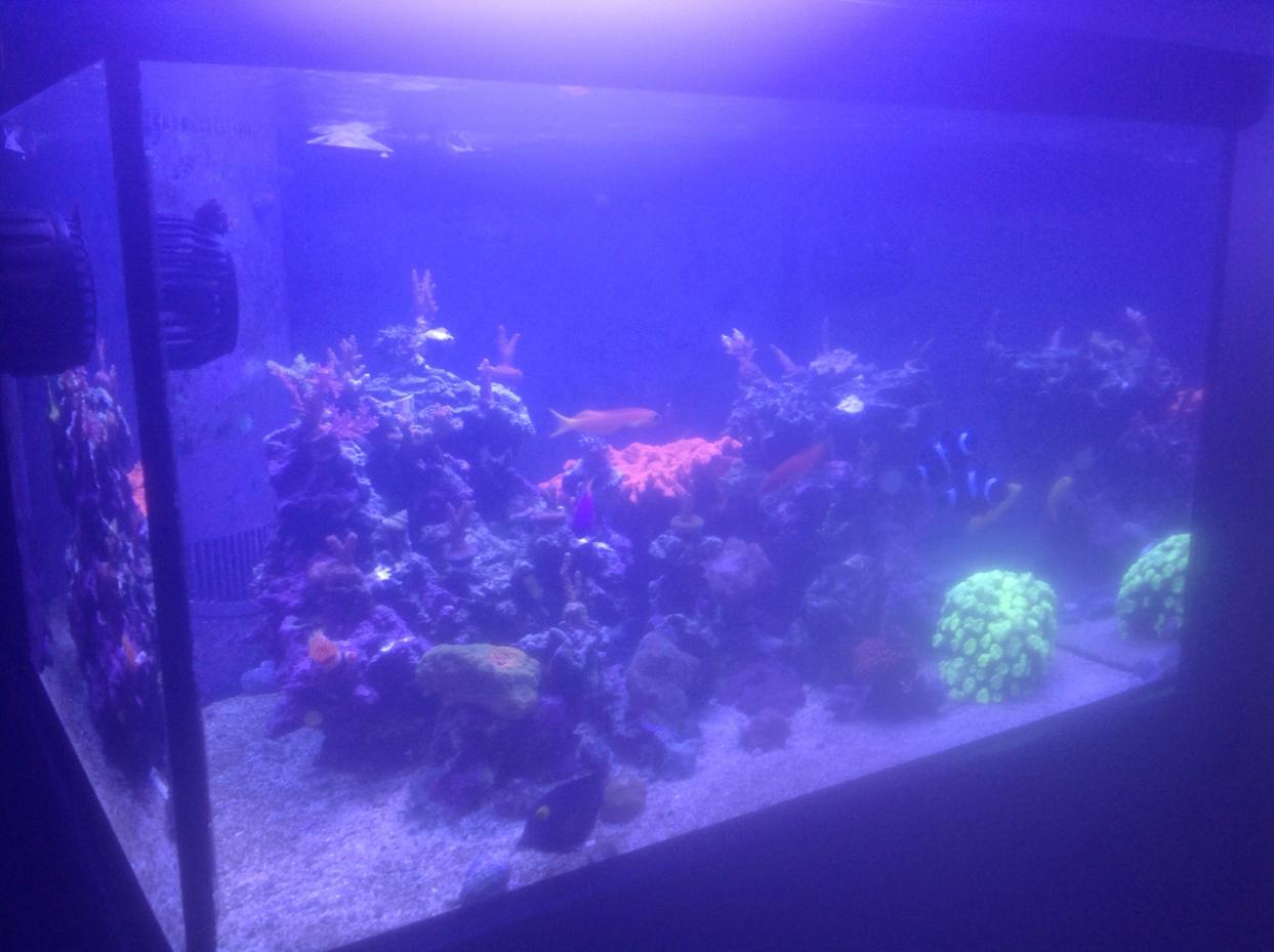 How To Get Rid Of Bacterial Bloom In Saltwater Aquarium Aquarium Views