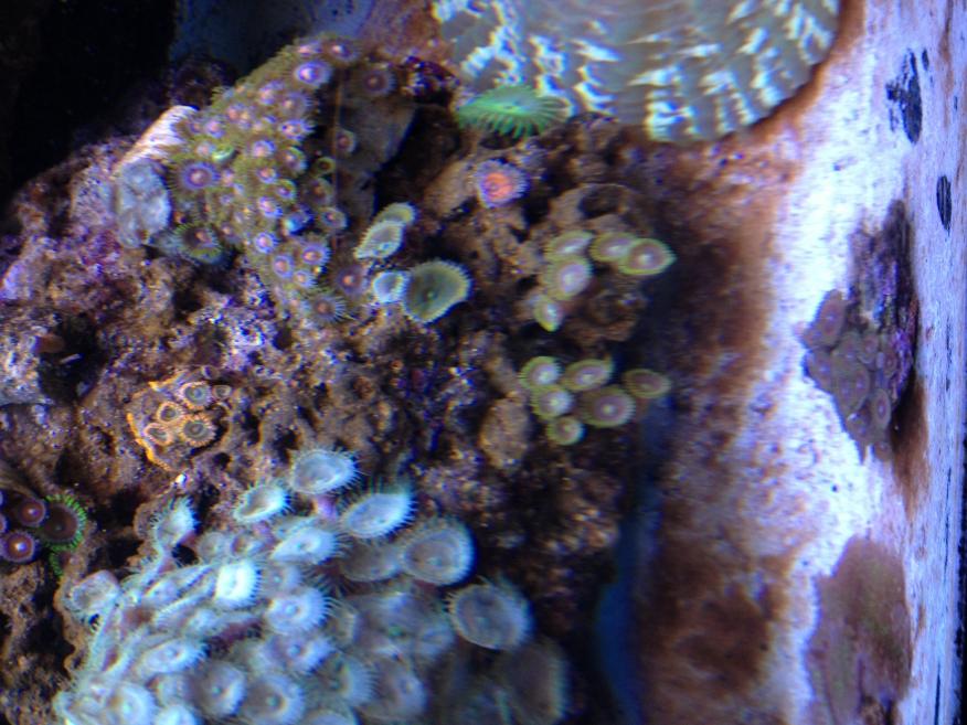 Need help rock turning brown . REEF2REEF Saltwater and Reef Aquarium