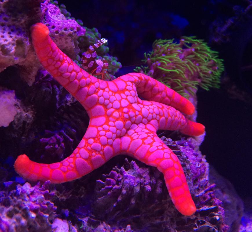 Is there a starfish that can be successfully kept in a nano reef tank