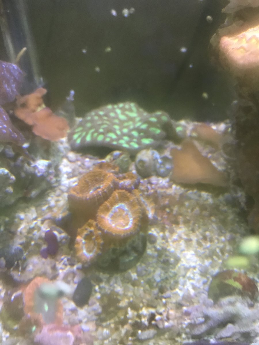 What is the easiest coral to keep in a relatively new reef tank (post