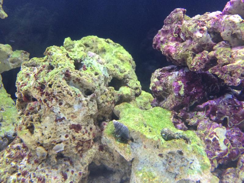 Green algae? REEF2REEF Saltwater and Reef Aquarium Forum