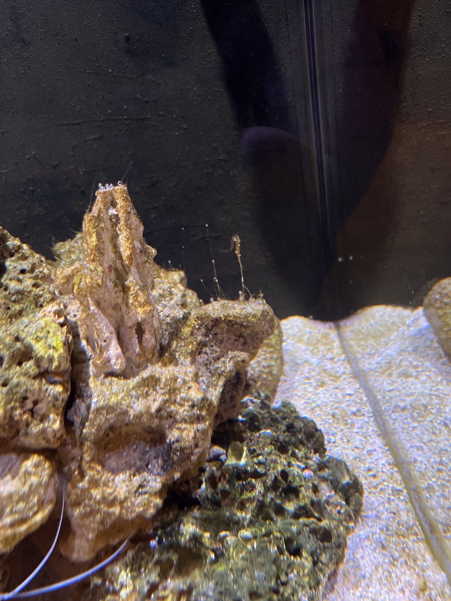 Algea id REEF2REEF Saltwater and Reef Aquarium Forum