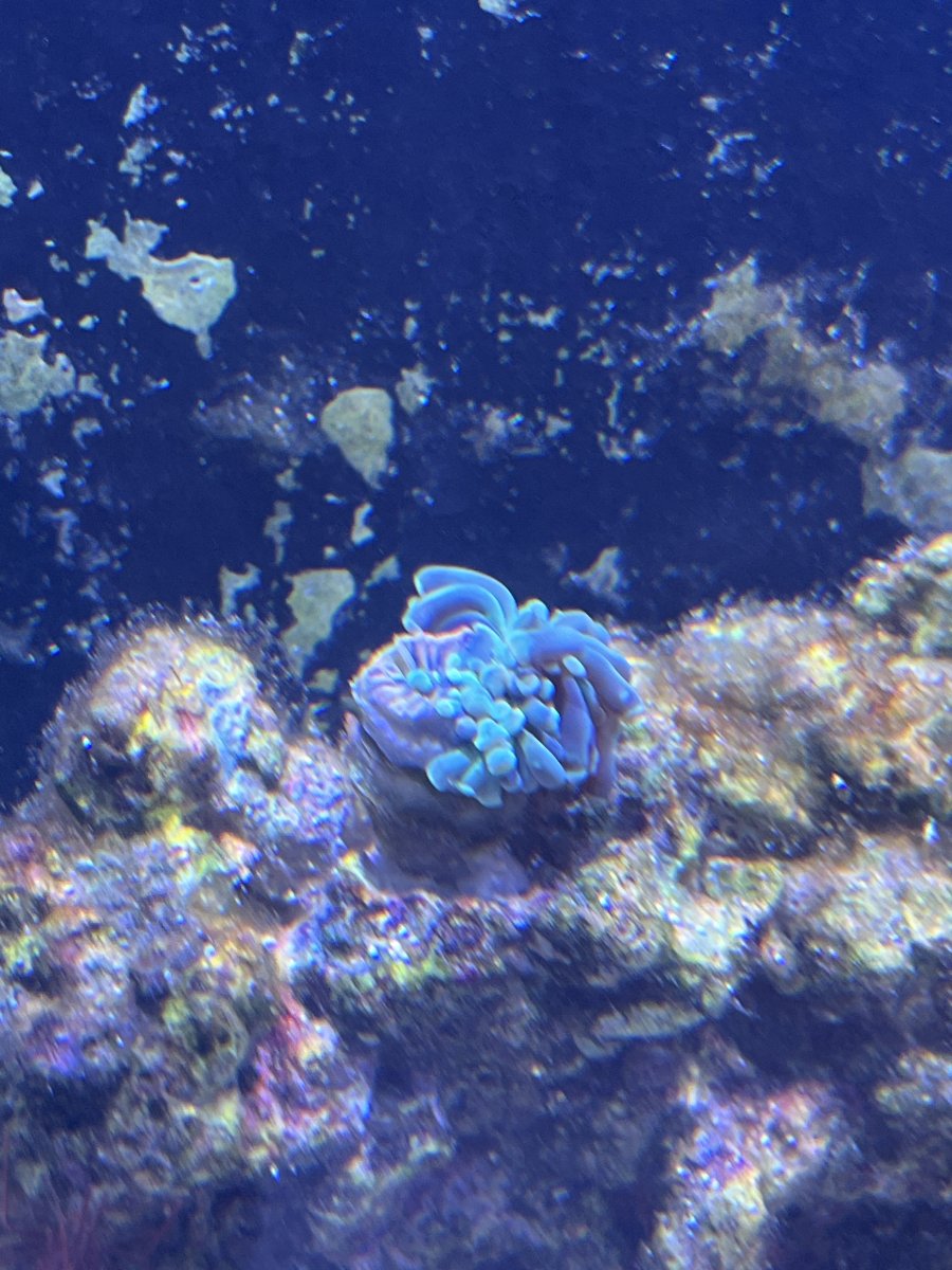 Multiple corals closed after adding peppermint shrimp. (All water param