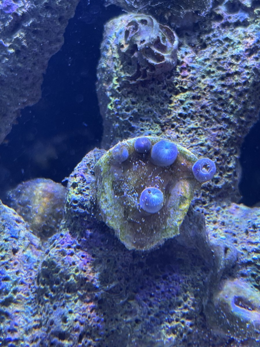 Multiple corals closed after adding peppermint shrimp. (All water param