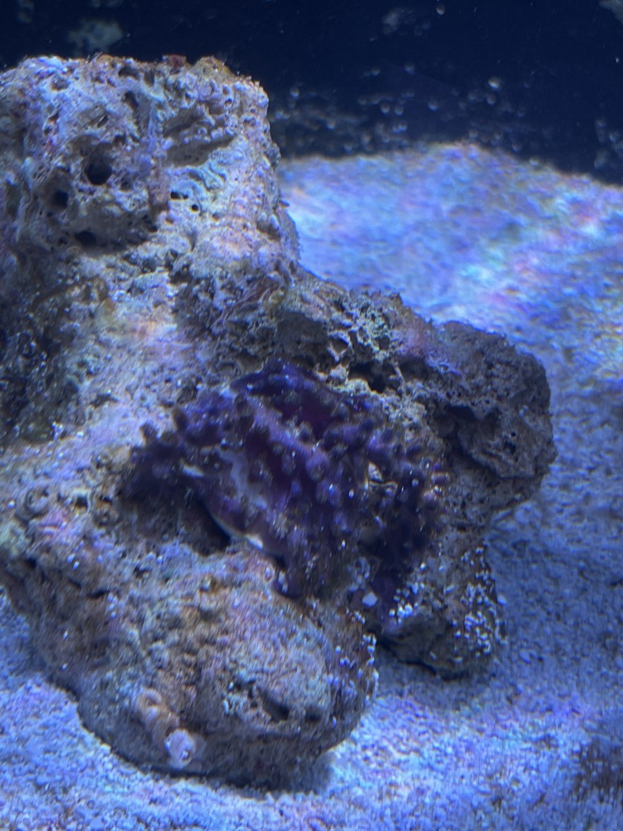 Multiple corals closed after adding peppermint shrimp. (All water param