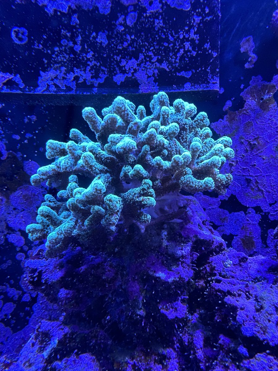 Do your Birdsnest Corals Die at the Core? REEF2REEF Saltwater and