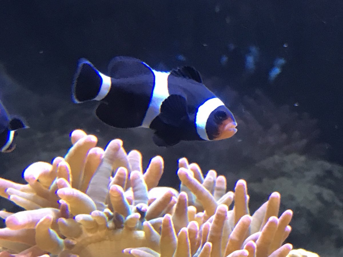 Clown fish ID please REEF2REEF Saltwater and Reef