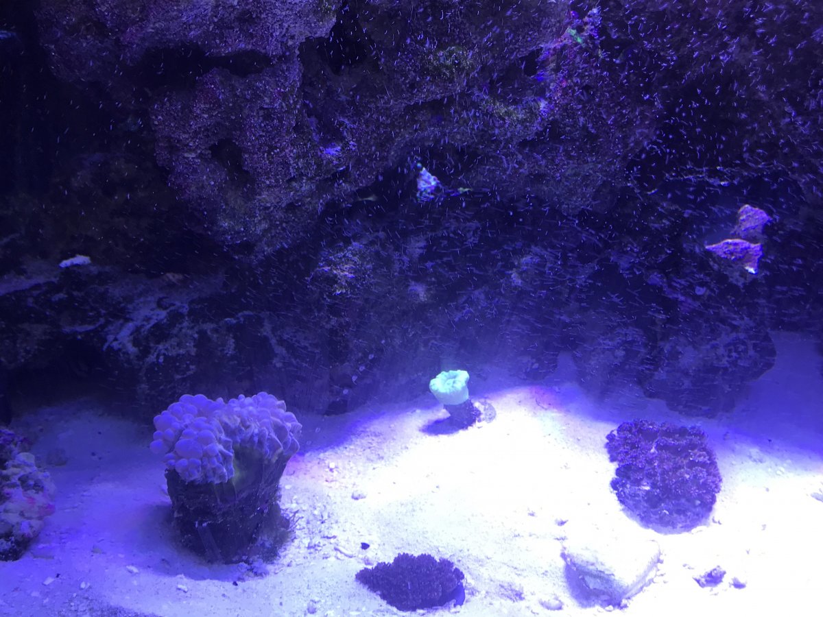 Rocks turning black REEF2REEF Saltwater and Reef Aquarium Forum
