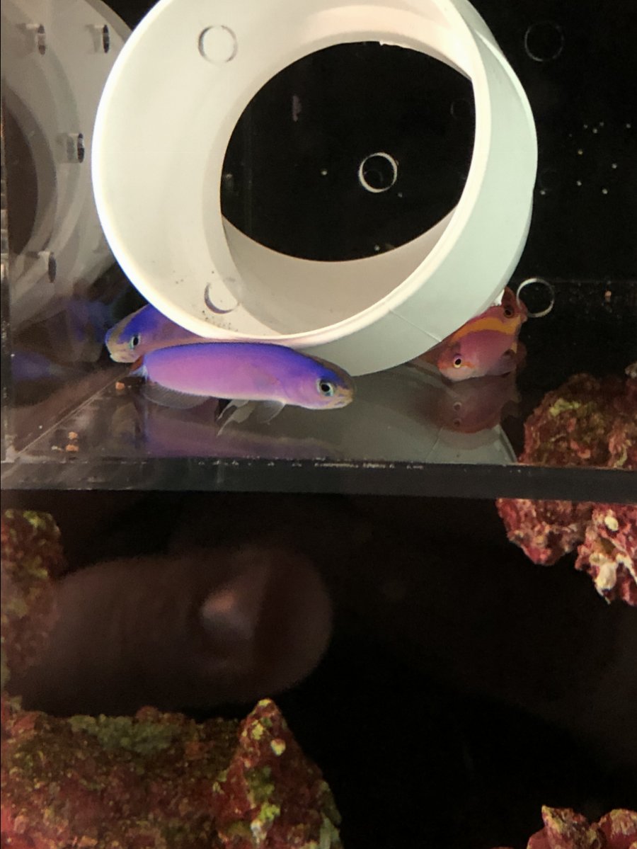 Flashing tilefish REEF2REEF Saltwater and Reef Aquarium Forum