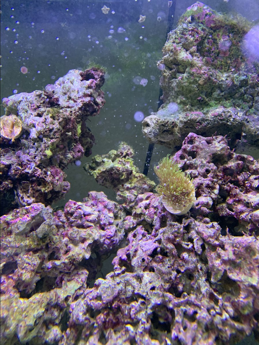 Baby Snails??!?? REEF2REEF Saltwater and Reef Aquarium Forum