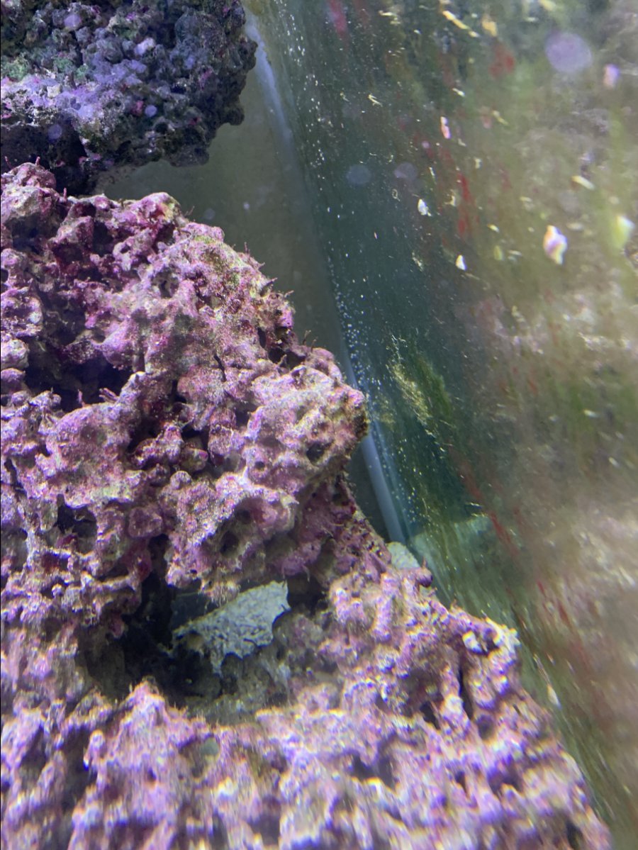 Baby Snails??!?? REEF2REEF Saltwater and Reef Aquarium Forum