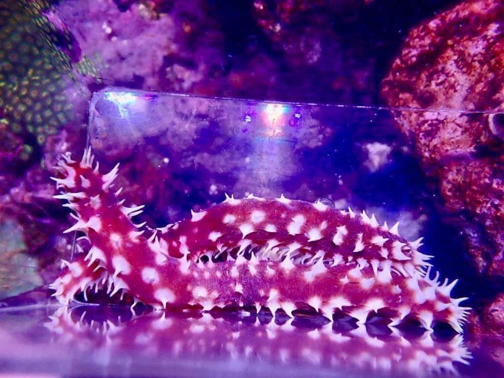 New Jersey Live Goods Tiger Sea Cucumbers REEF2REEF Saltwater and