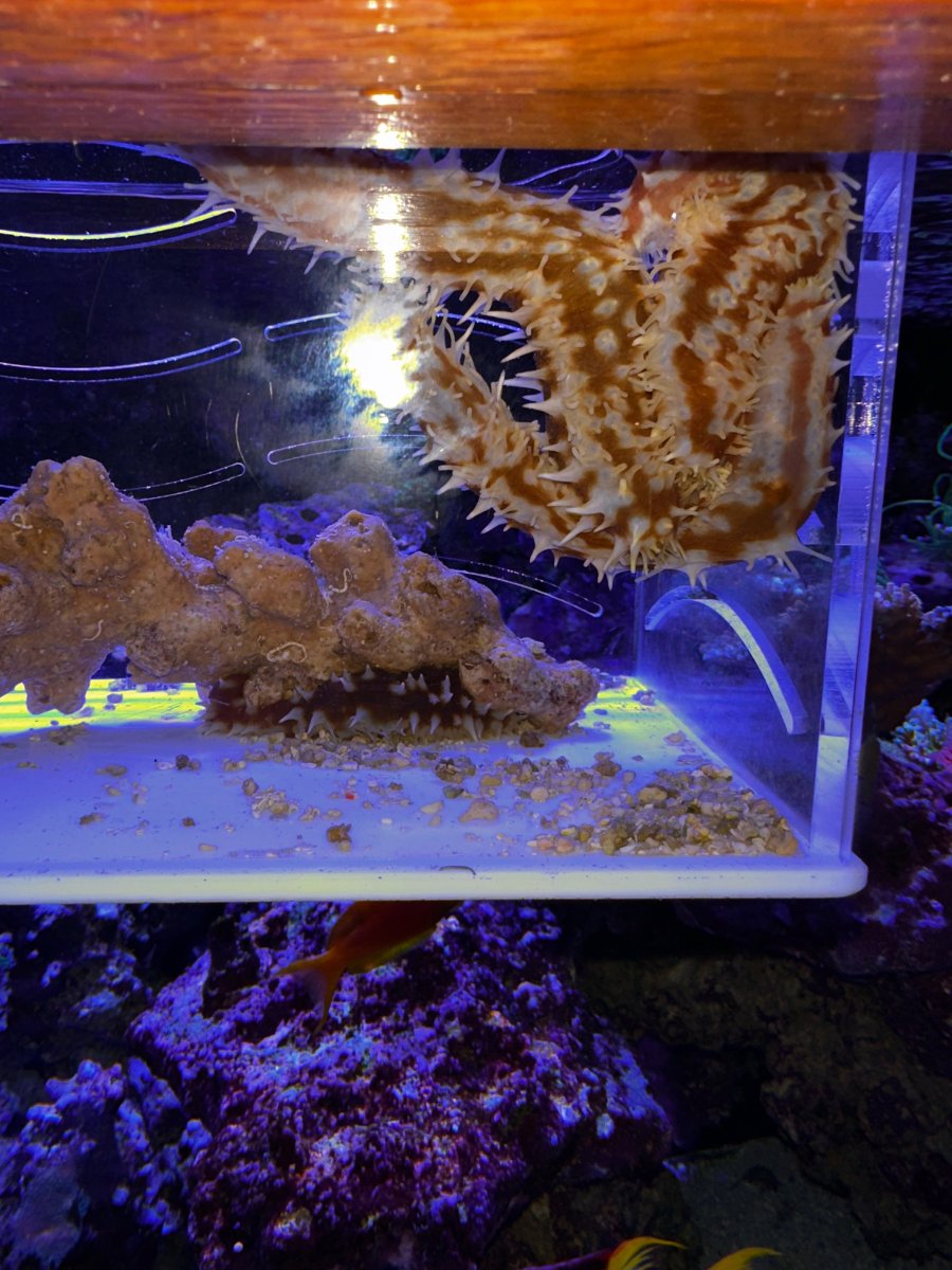 New Jersey Live Goods Tiger Sea Cucumbers REEF2REEF Saltwater and