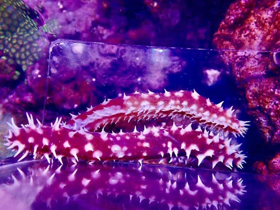 New Jersey Live Goods Tiger Sea Cucumbers REEF2REEF Saltwater and