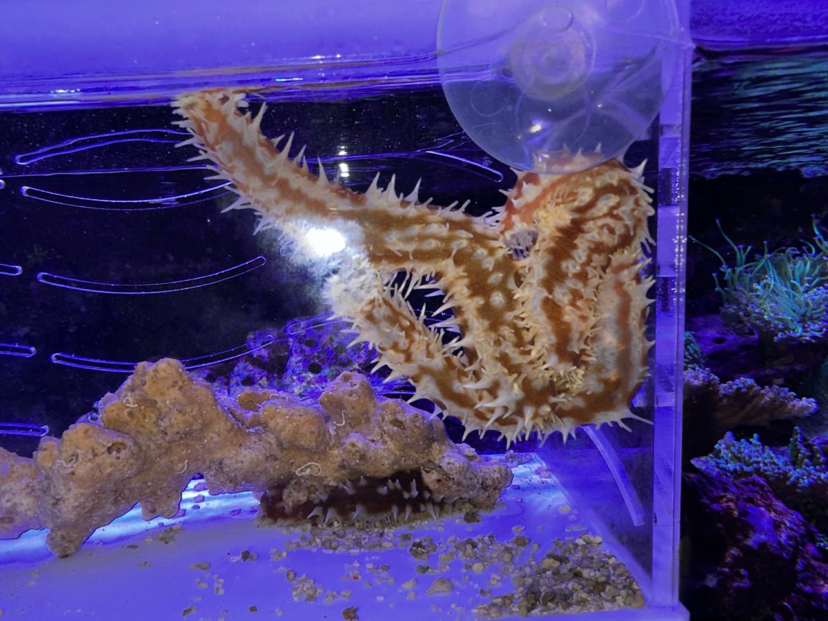 New Jersey Live Goods Tiger Sea Cucumbers REEF2REEF Saltwater and